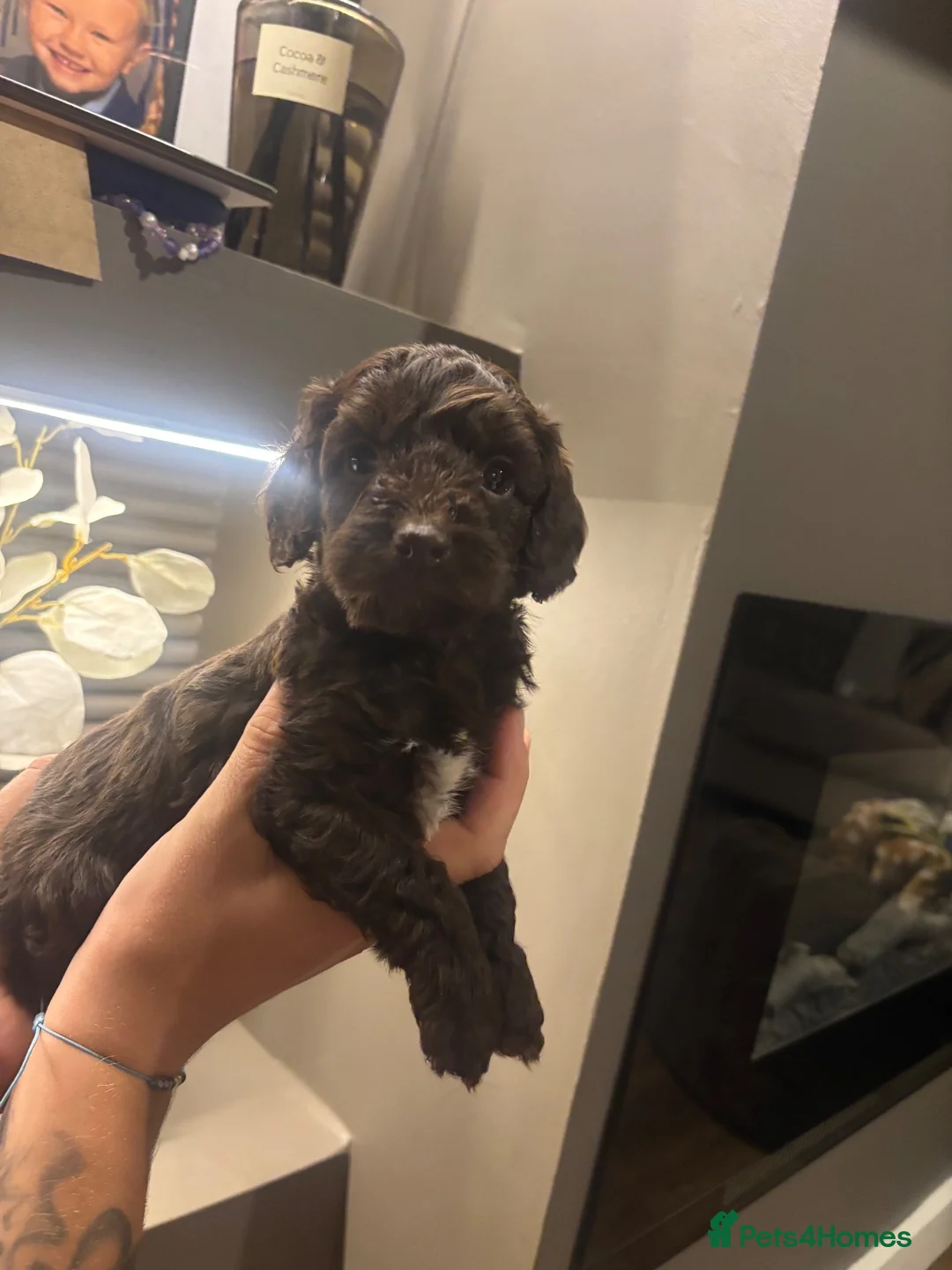 Cockapoo dogs for sale: Cockapoo puppies  - Advert 2