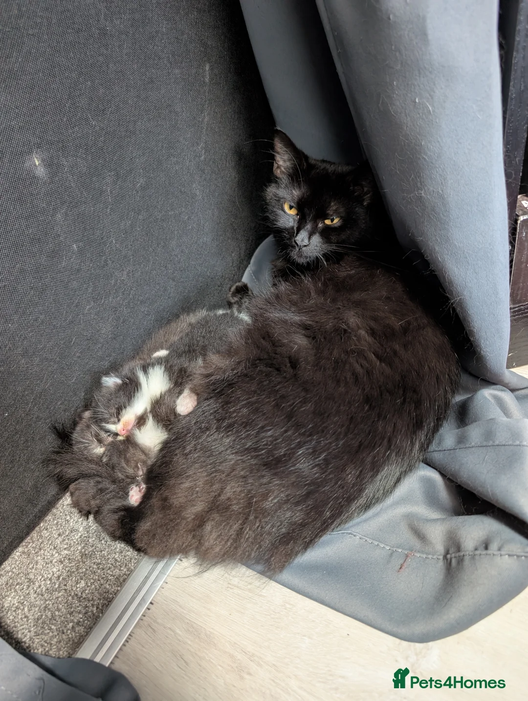 Mixed Breed cats for sale: Black and White Kittens - Advert 1