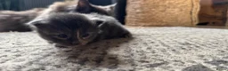 Maine Coon cats for sale: Female Dilute Tortie Maine Coon Cross - Advert 13