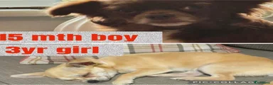 Chihuahua 1