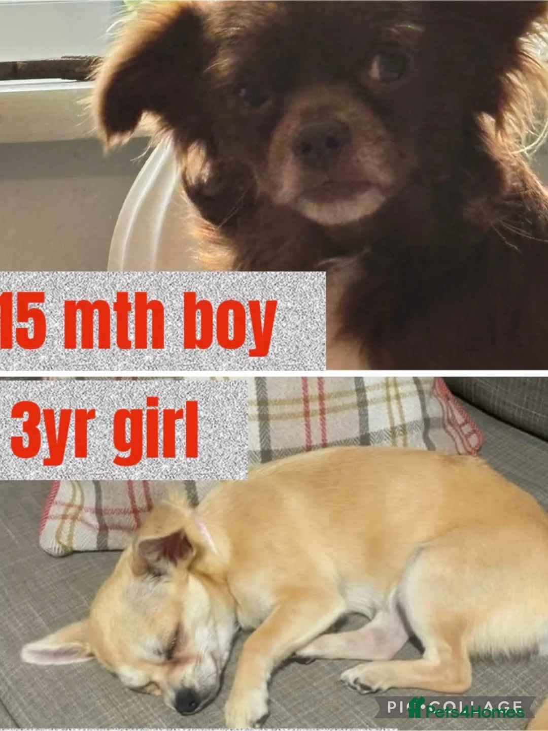 Chihuahua dogs for sale: 2 Chihuahuas male 15mths  Female 3 yrs sad sale - Advert 12