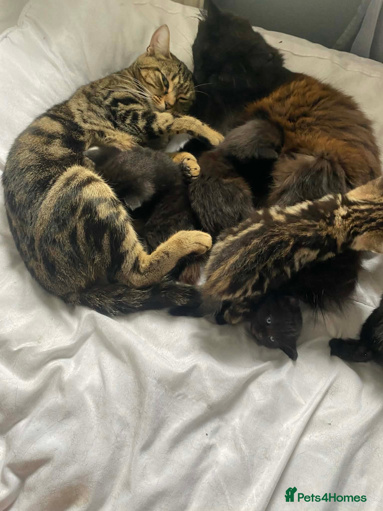 Mixed Breed cats Kittens - Advert 1