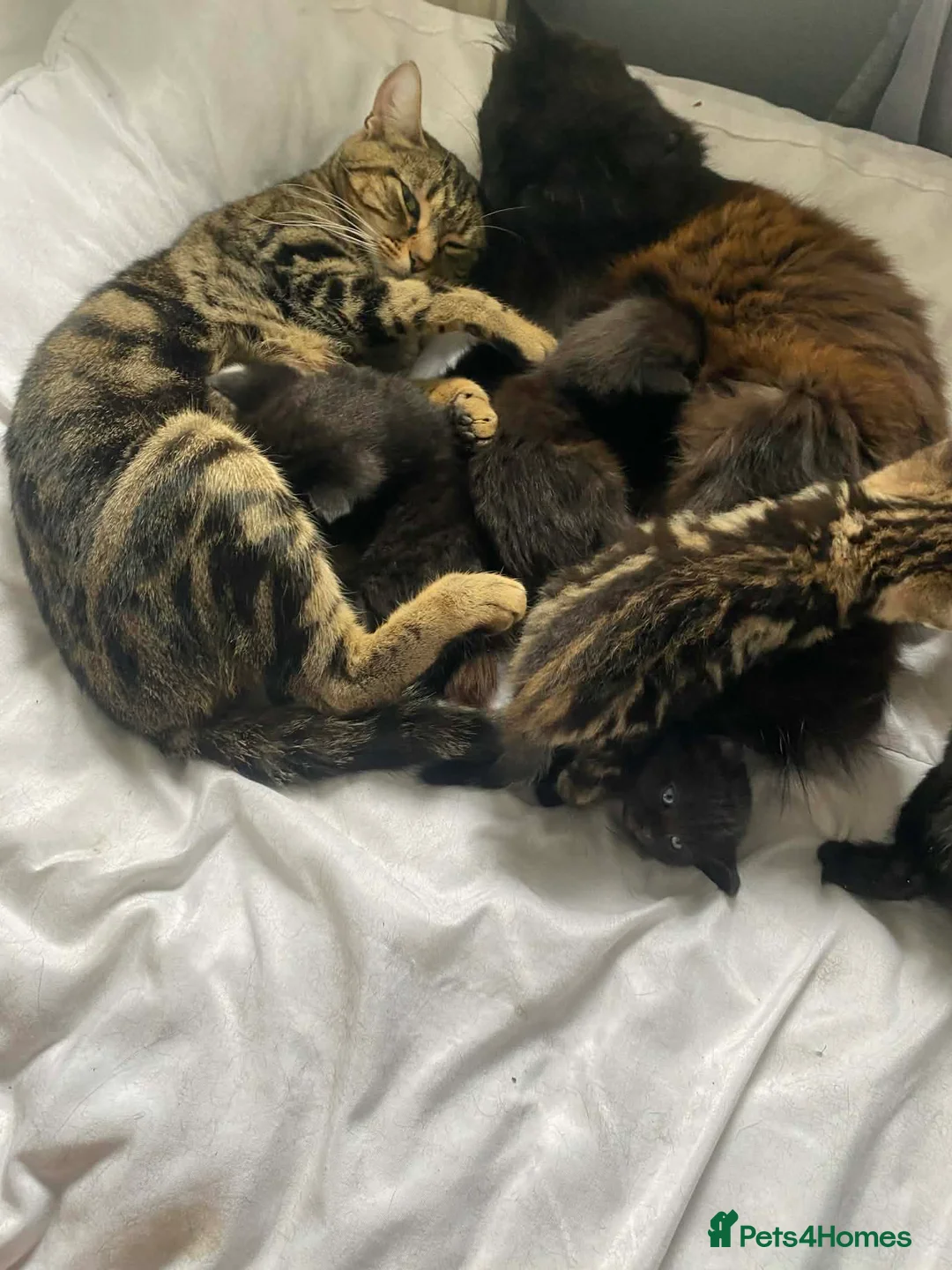 Mixed Breed cats for sale: Kittens in Cranbrook - Advert 1