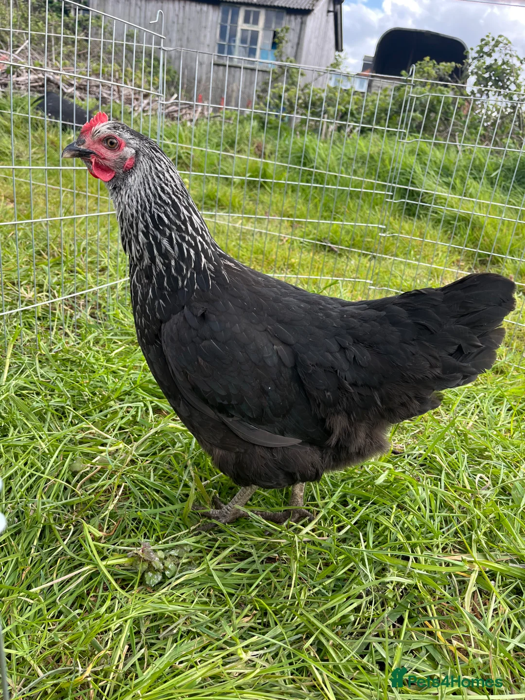 Chickens poultry for sale: Guaranteed Female Hybrid Chickens  - Advert 1