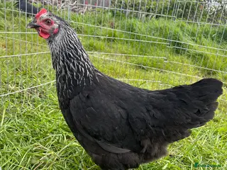 Chickens poultry for sale: Guaranteed Female Hybrid Chickens - Advert 1