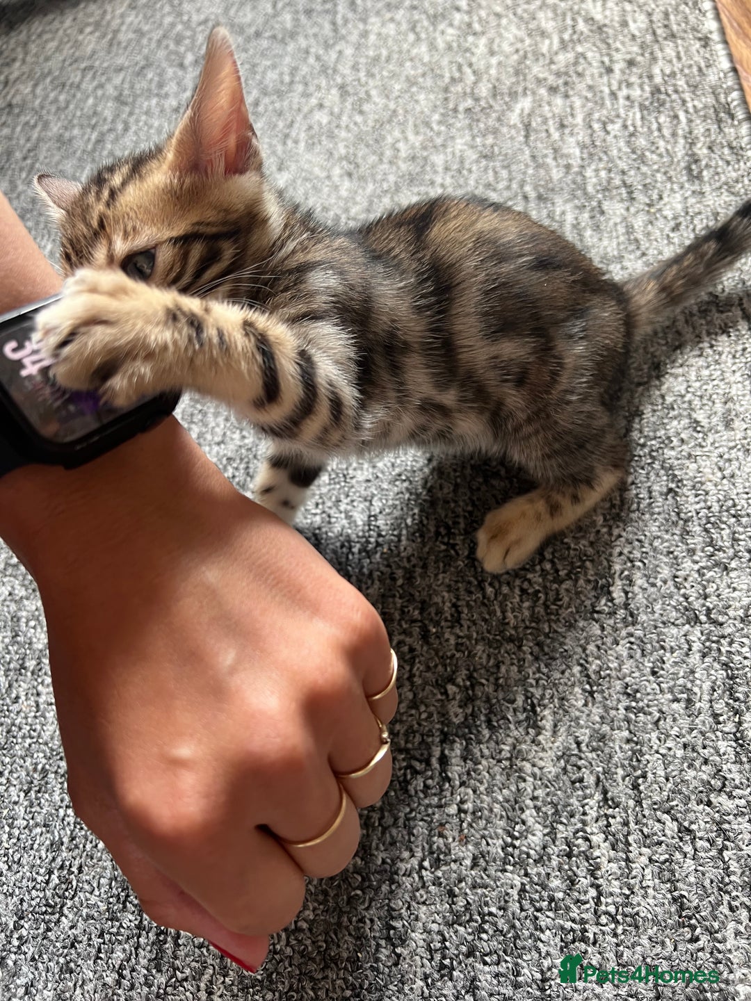 Bengal cats for sale: 🐾 TICA Registered Bengal Kittens 🐆🥰 - Image 7