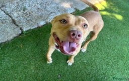 Staffordshire Bull Terrier dogs for sale: Staffie X Meet Ourania ☁️👼 - Image 3