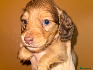 Miniature Dachshund dogs 💚🧡Stunning KC Longhaired Mini Dachshunds💚🧡 - Advert 9