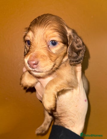 Miniature Dachshund dogs 💚🧡Stunning KC Longhaired Mini Dachshunds💚🧡 - Advert 8