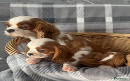 Cavalier King Charles Spaniel dogs for sale: Beautiful fully vaccinated cavalier King Charles  - Image 2