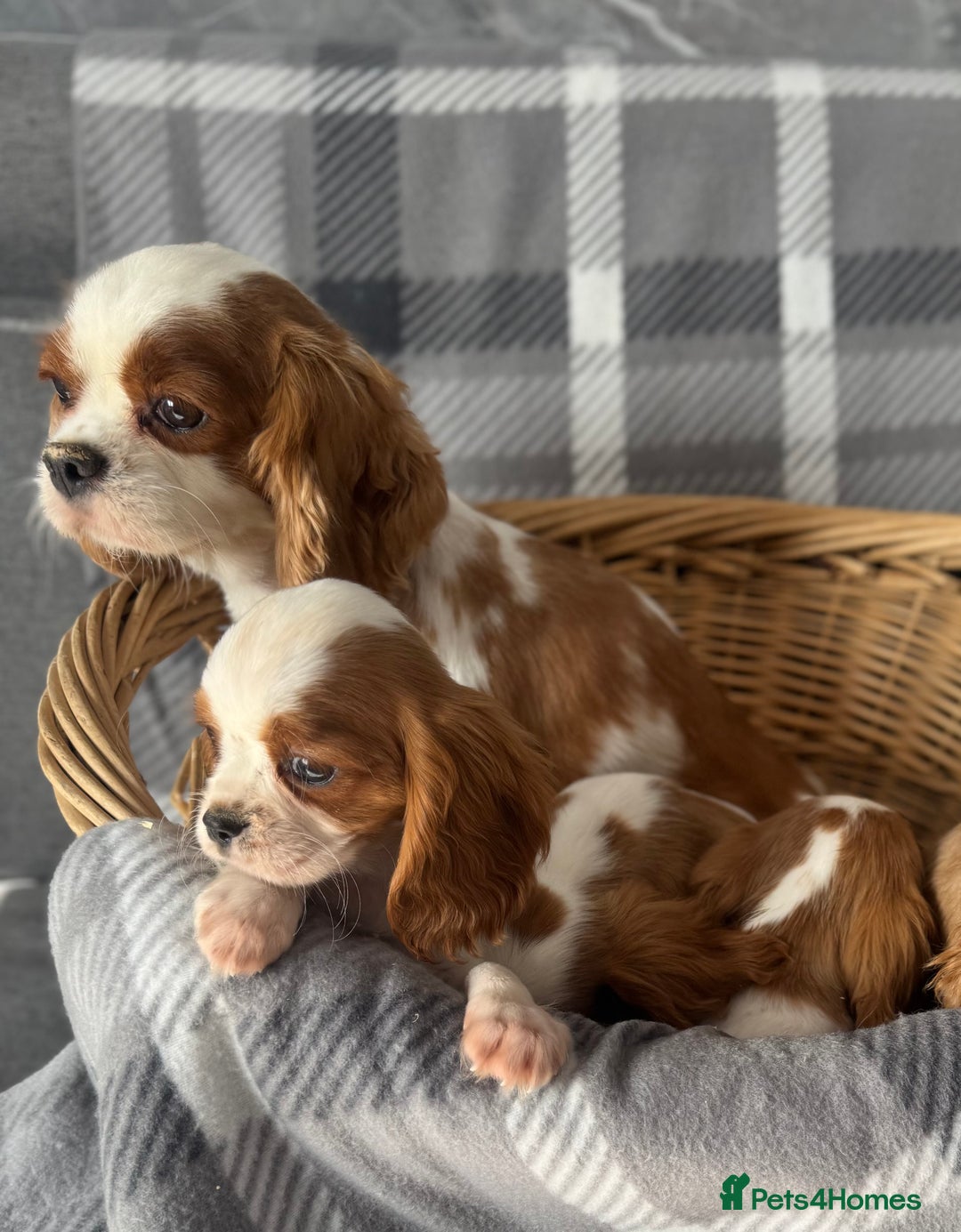 Cavalier King Charles Spaniel dogs for sale: Beautiful fully vaccinated cavalier King Charles  - Image 2