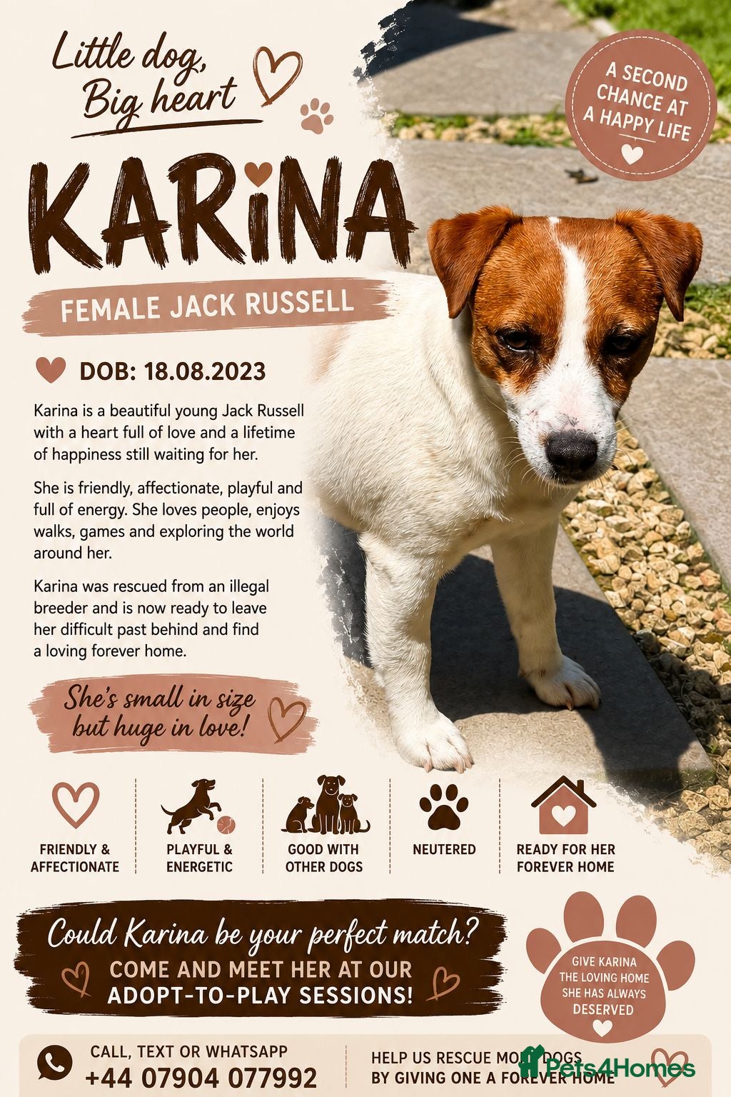 Jack Russell dogs 🐾 KARINA – Female Jack Russell Terrier 🐾 - Advert 2
