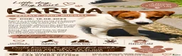 Jack Russell dogs for adoption: 🐾 KARINA – Female Jack Russell Terrier 🐾 - Advert 2