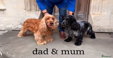 Cocker Spaniel dogs - Advert 3
