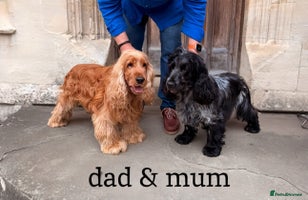 Cocker Spaniel dogs Exceptional pedigree KC champion show Cockers. - Advert 5