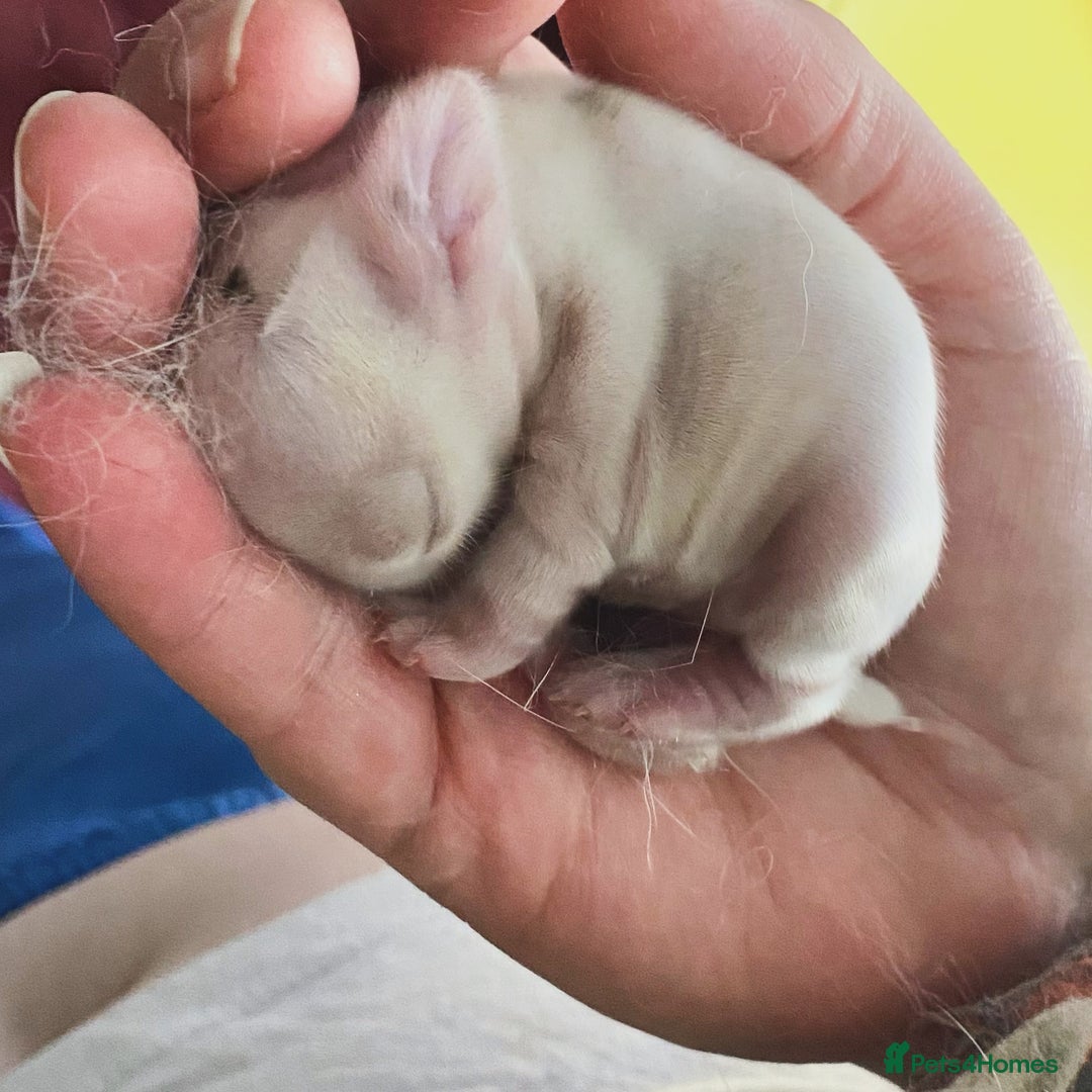 Mini Lop rabbits for sale: 4 Mini Lop Baby Bunnies - Image 4