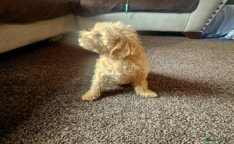 Miniature Poodle dogs - Advert 5