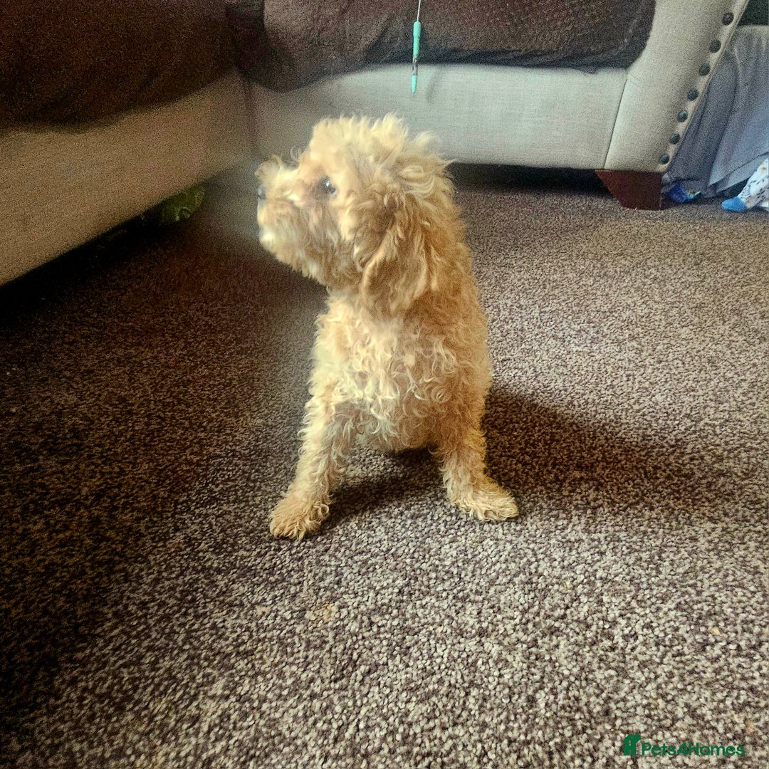 Miniature Poodle dogs for sale: Miniature poodles puppies  - Image 1