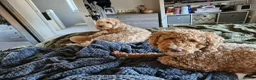 Mixed Breed dogs for sale: Adorable puppies ready for their forever homes  - Advert 19