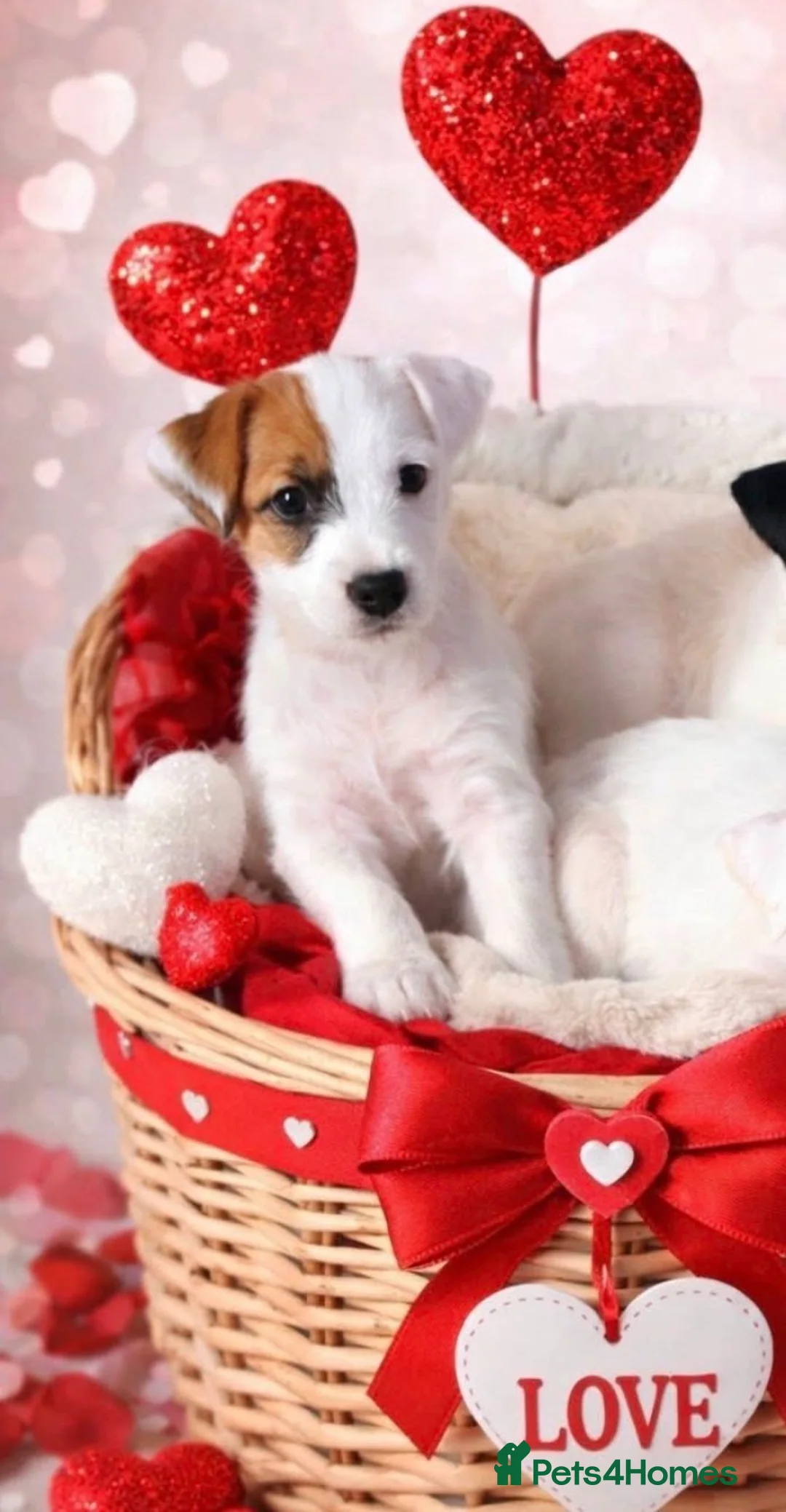 Parson Russell dogs for sale: KC Reg Parson Pup - Advert 4