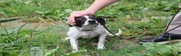 Mixed Breed dogs for adoption: Maya  in Newcastle upon Tyne - Advert 7
