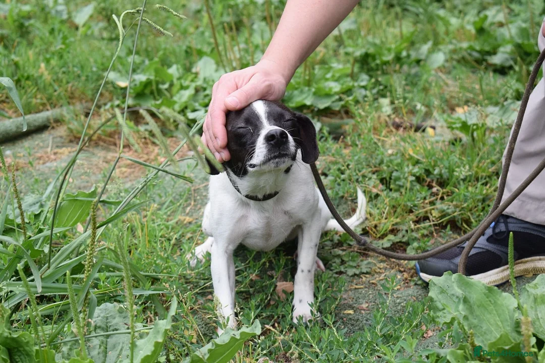 Mixed Breed dogs for adoption: Maya  in Newcastle upon Tyne - Advert 7