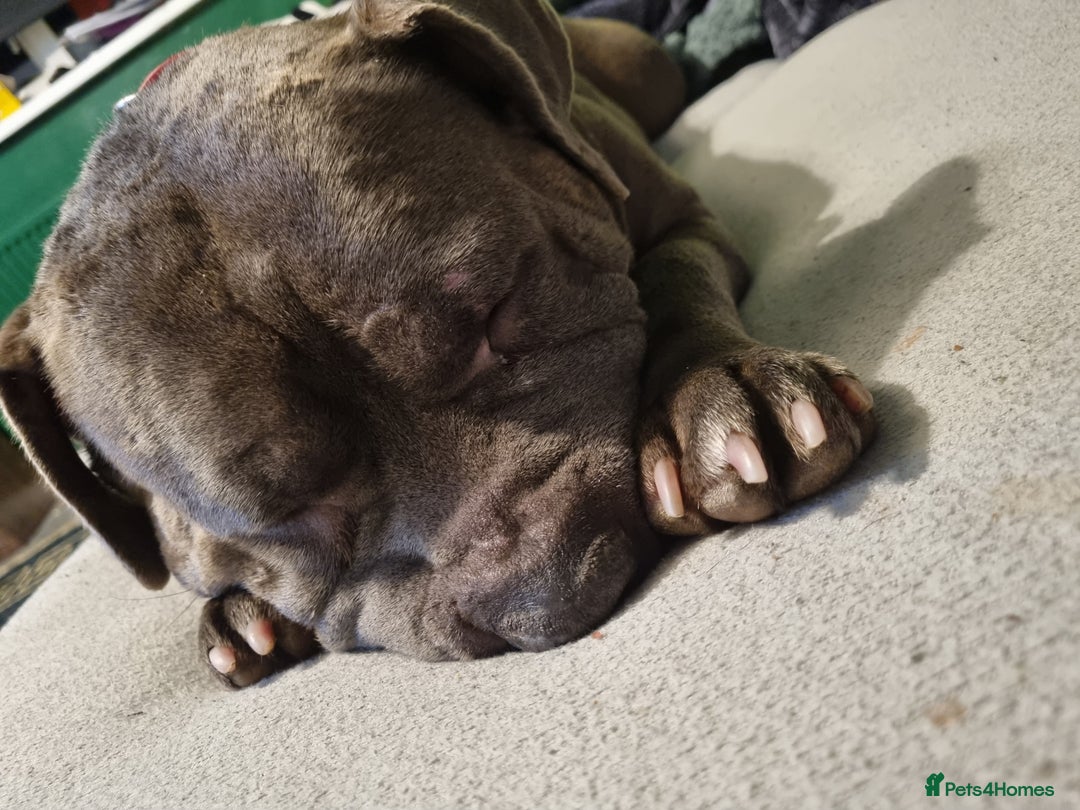 Mixed Breed dogs for sale: Staff x  - Advert 3