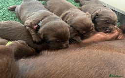 Labrador Retriever dogs for sale: Fully health tested working chocolate Labradors. - Image 6