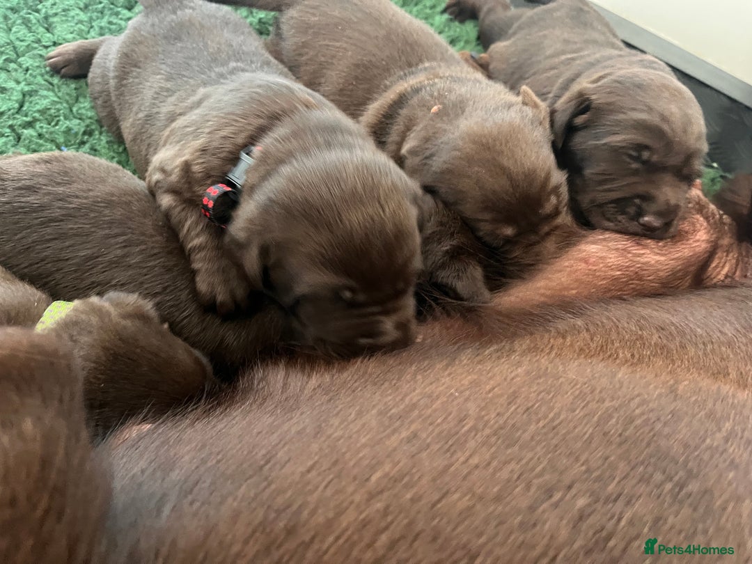 Labrador Retriever dogs for sale: Fully health tested working chocolate Labradors. - Image 6