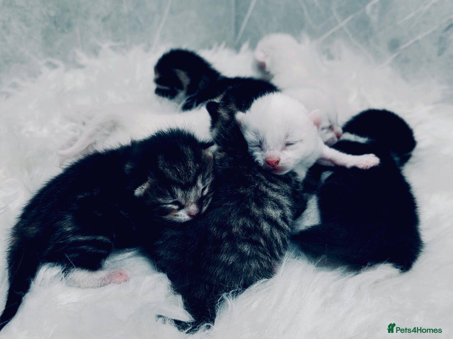 Mixed Breed cats Seven Beautiful Kittens Looking for Loving Homes - Advert 13