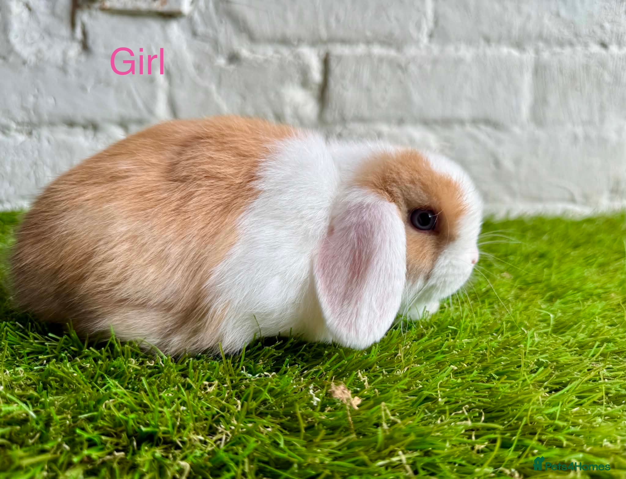 Mini Lop rabbits Stunning Mini Lops ready to leave now  - Advert 2