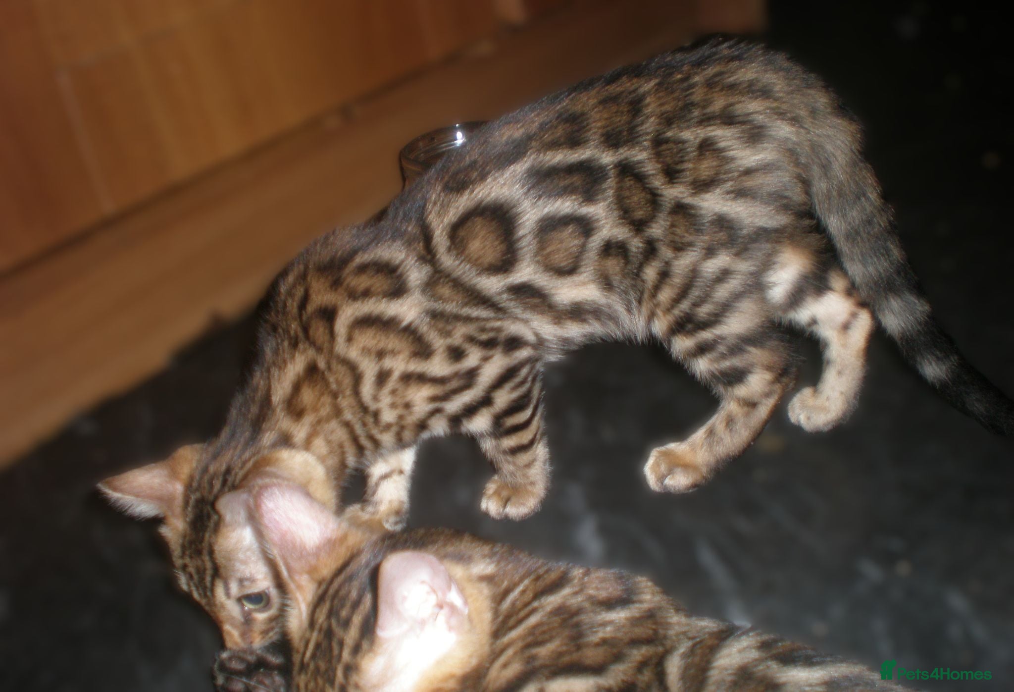 Bengal cats 5 Beautiful Bengal Kittens - Advert 1
