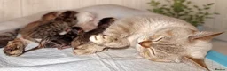 British Shorthair cats for sale: 💖GOLDEN, TABBY, COLOURPOINT BSH KITTENS💖 - Advert 5