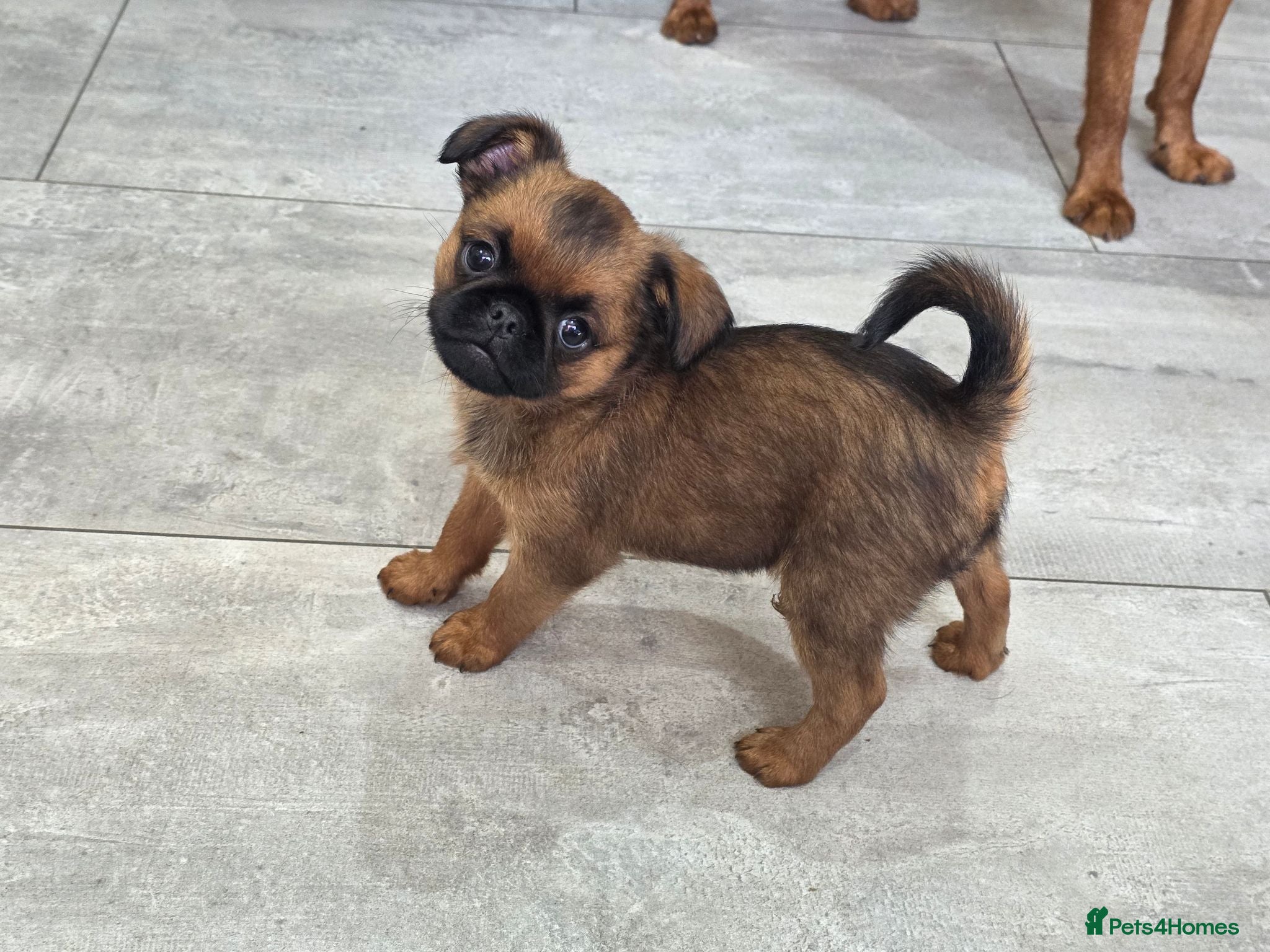 Griffon Bruxellois dogs Gorgeous griffs - Advert 1