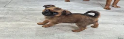 Griffon Bruxellois dogs for sale: Gorgeous griffs - Advert 1
