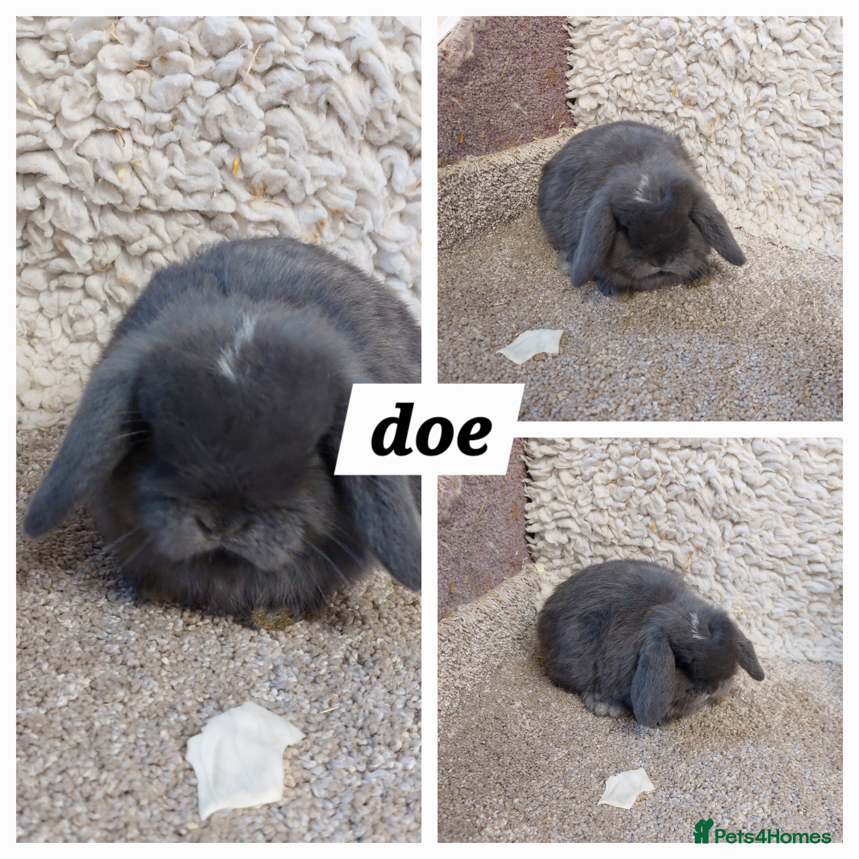 Mini Lop rabbits Minilop babys ready to reserve  - Advert 16