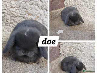 Mini Lop rabbits Minilop babys ready to reserve - Advert 16