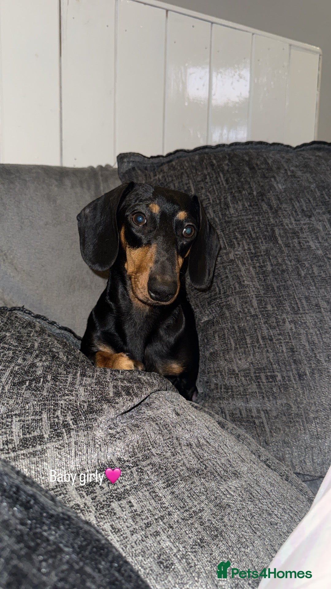 Miniature Dachshund dogs Beautiful Miniature Dachshund Puppies - Advert 2