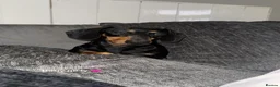 Miniature Dachshund dogs for sale: Beautiful Miniature Dachshund Puppies - Advert 1