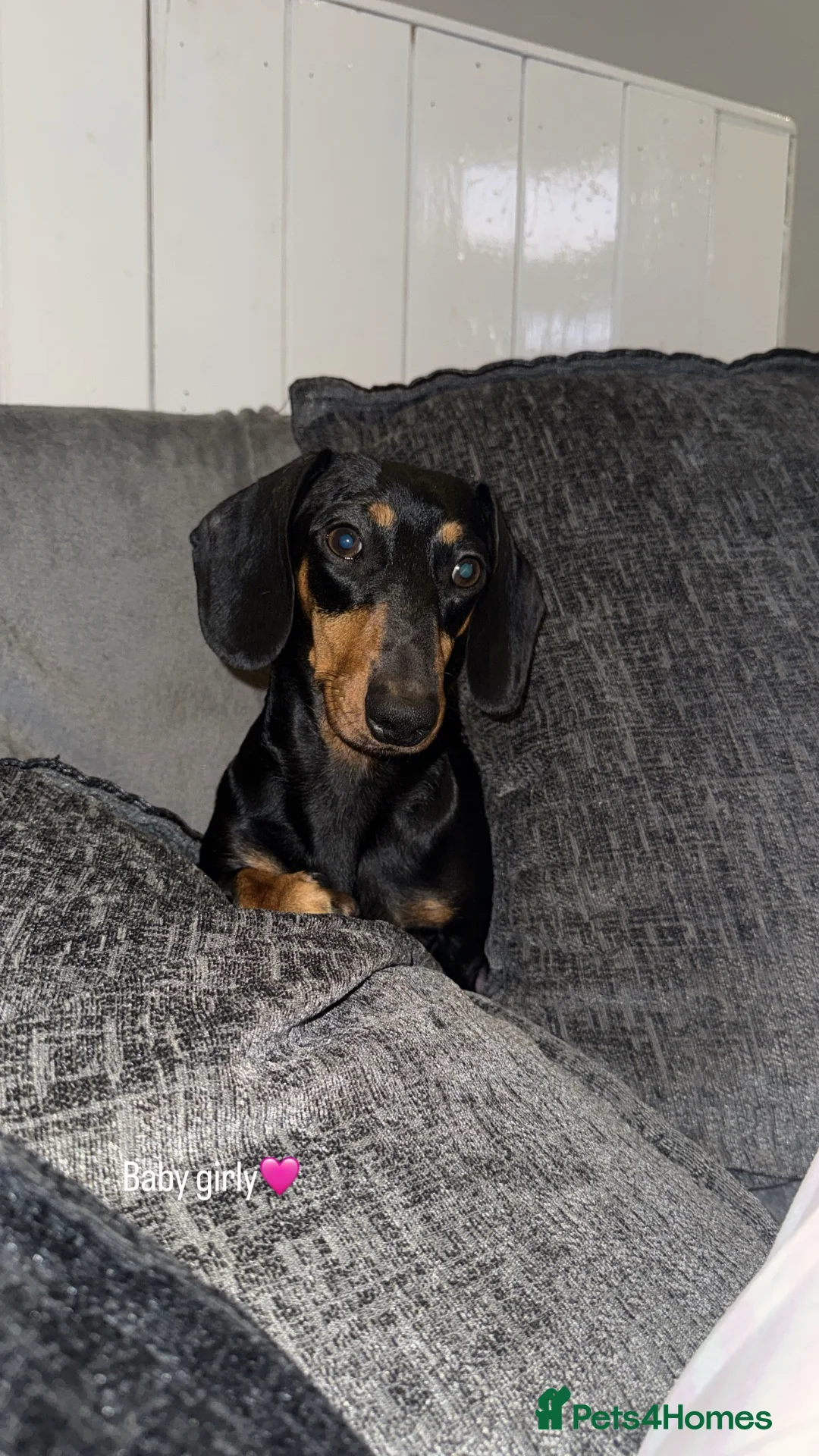 Miniature Dachshund dogs for sale: Beautiful Miniature Dachshund Puppies - Advert 1
