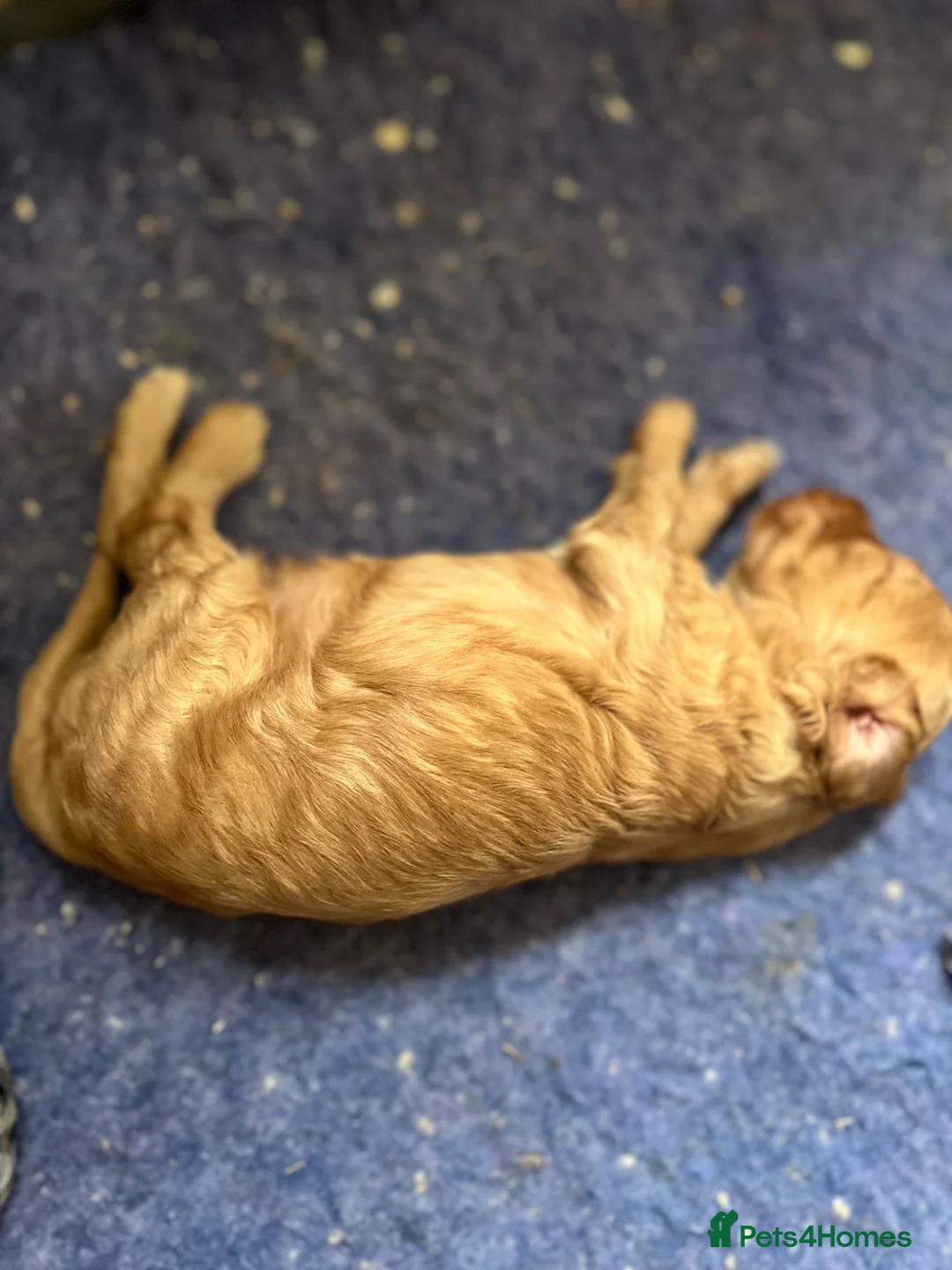 Cockapoo dogs for sale: Beautiful Merle cockapoo puppies  - Advert 32