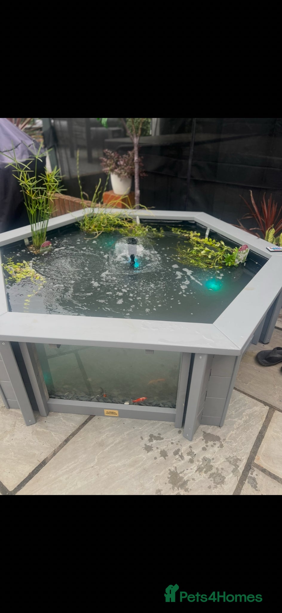 Other/Mixed Breed fish Fish and pond - Advert 1