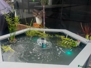 Other/Mixed Breed fish Fish and pond - Advert 1