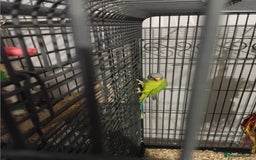 Parakeets birds for sale: Blue and red plum headed parakeets  - Image 3