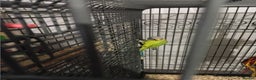 Parakeets birds for sale: Blue and red plum headed parakeets  - Advert 3