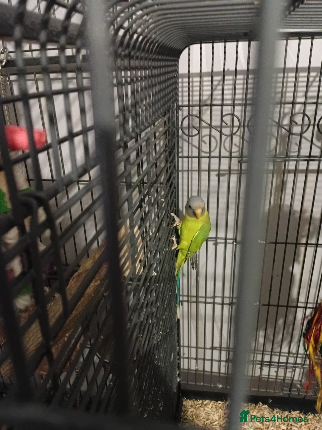 Parakeets birds for sale: Blue and red plum headed parakeets  - Image 3