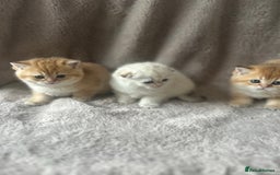 Scottish Fold cats for sale: Beautiful Gold Chinchilla babies  - Advert 21