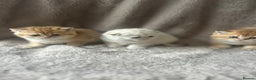 Scottish Fold cats for sale: Beautiful Gold Chinchilla babies  - Advert 23