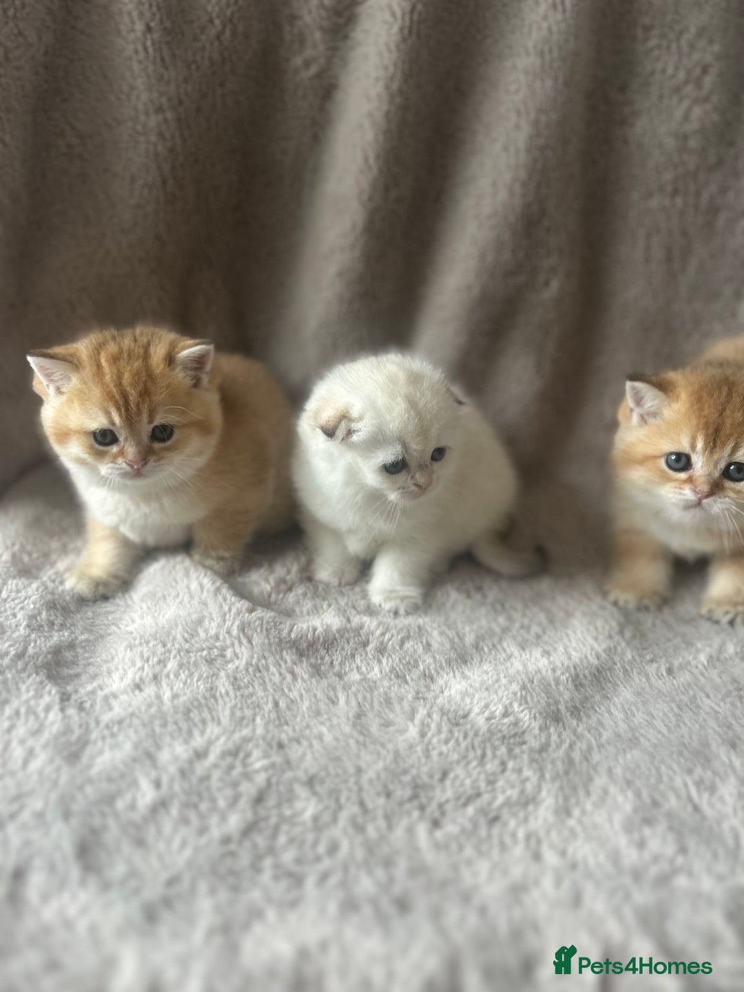 Scottish Fold cats for sale: Beautiful Gold Chinchilla babies  - Advert 21