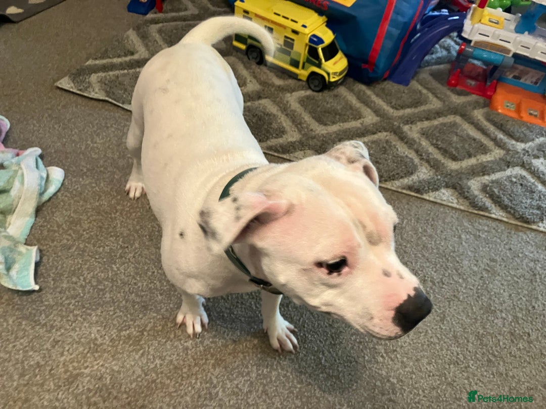 Staffordshire Bull Terrier dogs for sale: Two Staffordshire bull terrier puppies - Advert 2